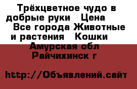 Трёхцветное чудо в добрые руки › Цена ­ 100 - Все города Животные и растения » Кошки   . Амурская обл.,Райчихинск г.